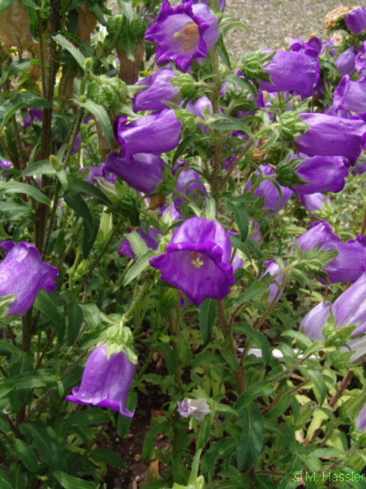  Image name: campanula medium3.jpg 
 width: 525 pixel 
 height: 700 pixel 
 Size: 160504 bytes 
 Click to enlarge 